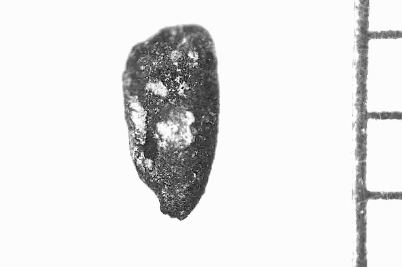 A close-up of one of the ancient seed remains identified as belonging to the endemic "love flower" (Centaurea) at Kulhoyuk in Ankara, Türkiye. (Photo via Ministry of Culture and Tourism)