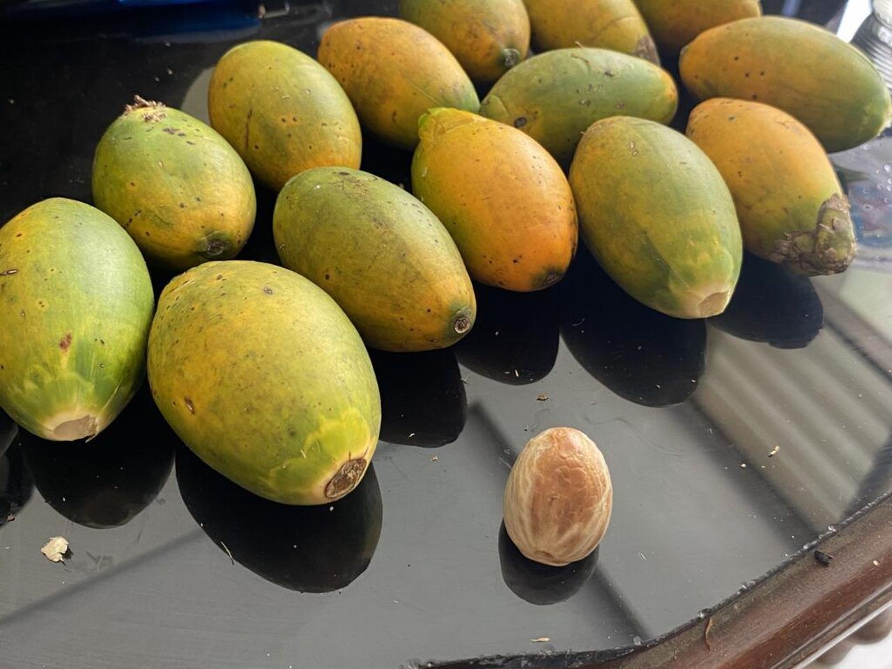 Betel nut fruits with a dehusked betel nut in the foreground. (Photo via Griffith University)