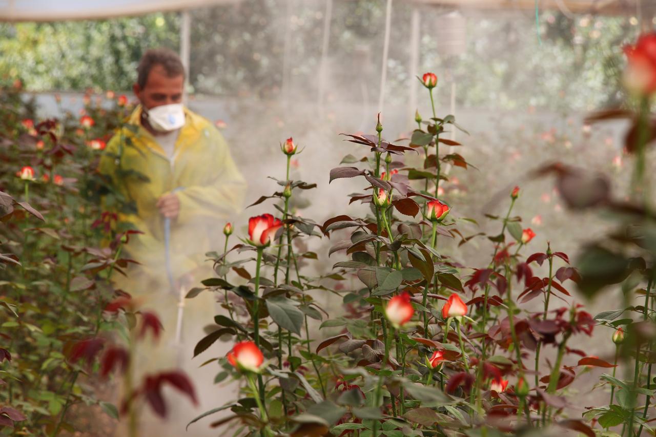 Turkish rose grower helps cut import reliance with 1.5M stems