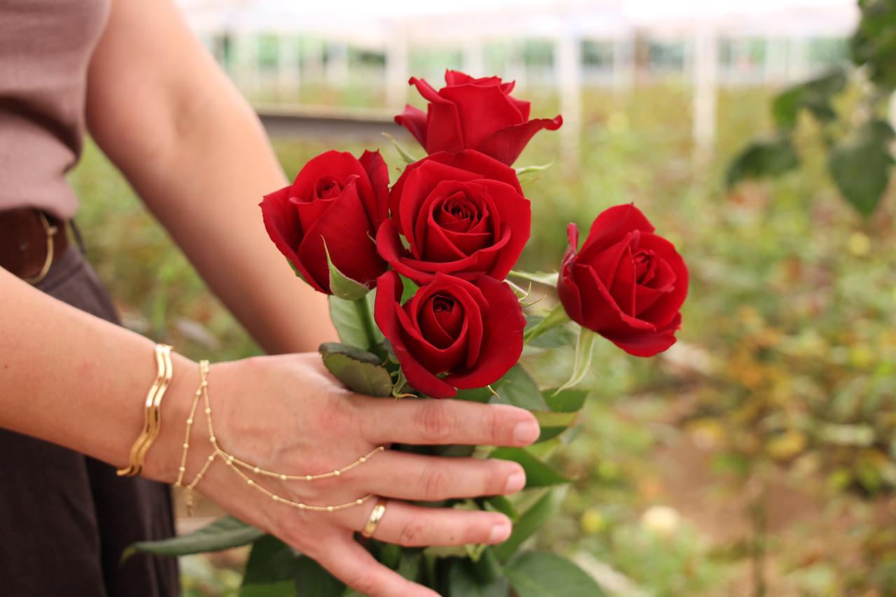 Antalya grower produces 1.5M rose stems a year as alternative to imports to Türkiye, accessed on Sept. 12, 2026. (AA Photo)