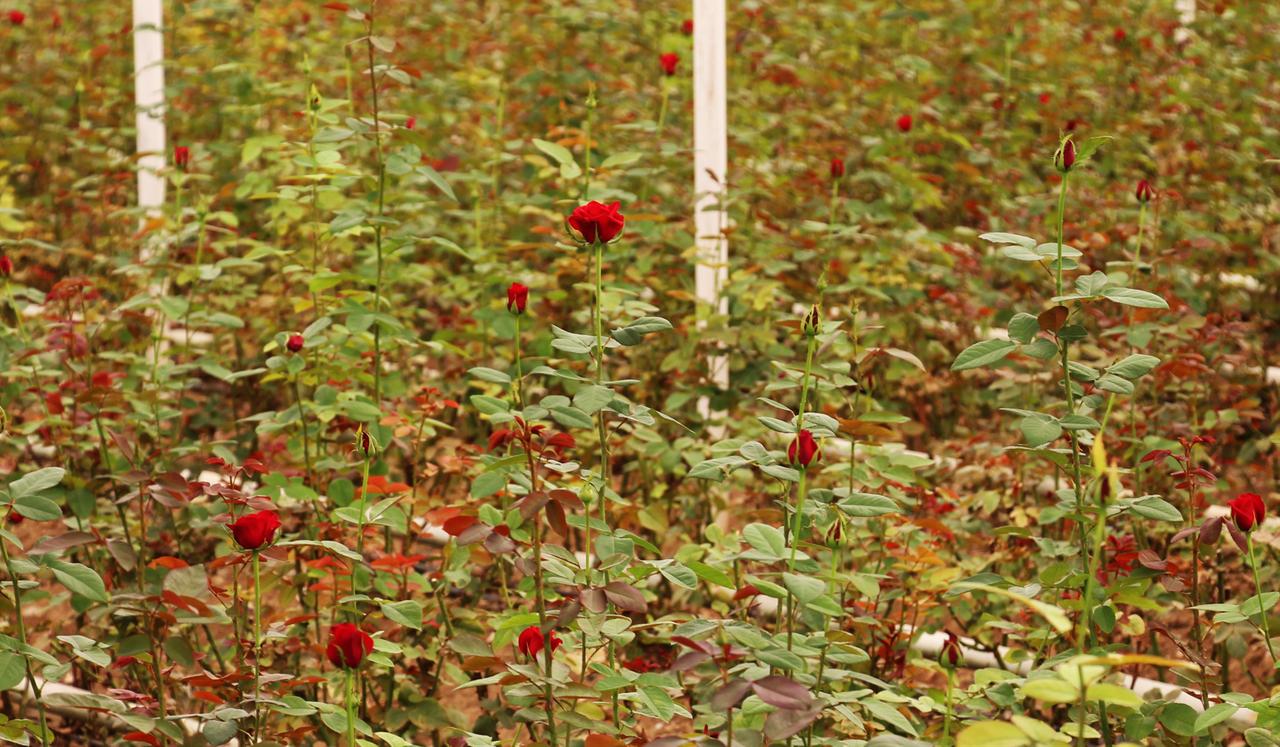 Antalya grower produces 1.5M rose stems a year as alternative to imports to Türkiye, accessed on Sept. 12, 2026. (AA Photo)