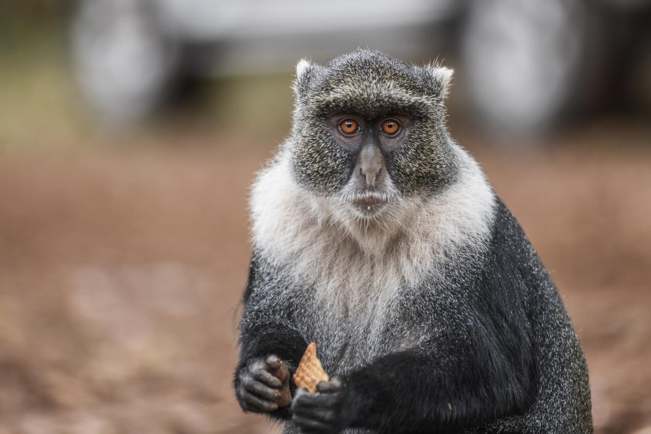 Ngong Forest gives monkeys, baboons refuge inside Nairobi