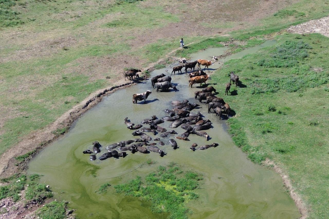 Sakarya's water buffaloes beat the heat with hours-long mud baths