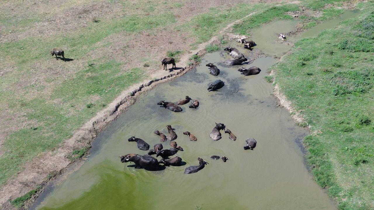 An aerial view shows a herd of water buffaloes cooling off in a muddy water pool. (AA Photo)