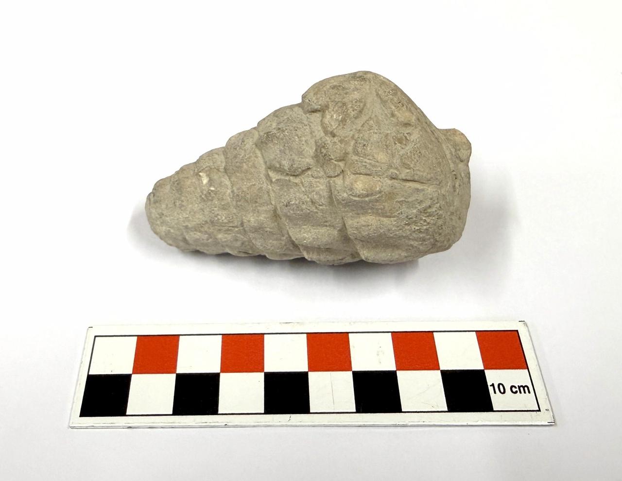 A view of the gastropod fossil found at the 5,000-year-old Kulhoyuk settlement in Ankara. (Photo via Culture and Tourism Ministry)