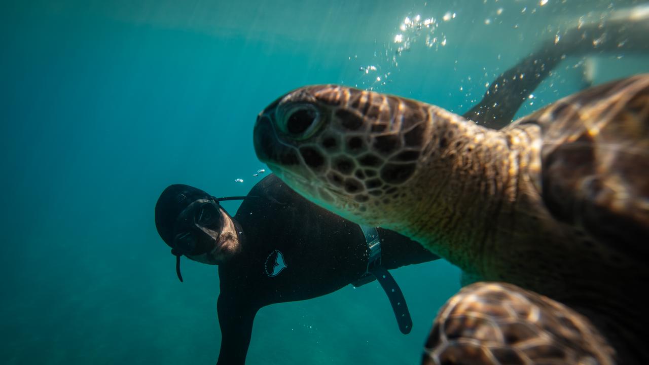 Every year, this turtle returns to same yellow kayak