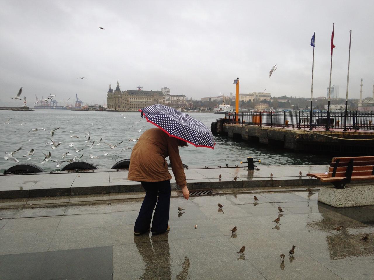 A person feeds birds under an umbrella during rainy weather along the waterfront in Kadikoy, Istanbul, Türkiye. (Adobe Stock Photo)