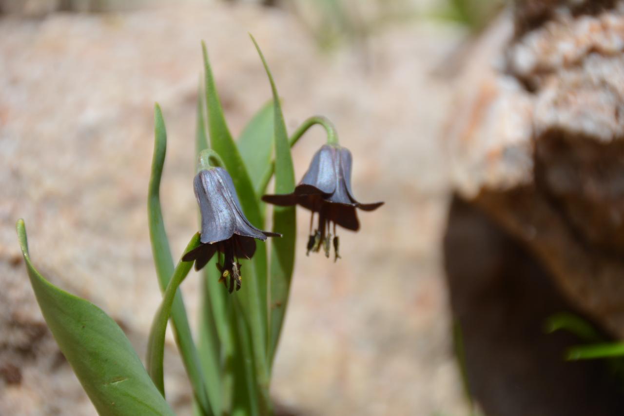 Nature walk leads to discovery of new tulip species in Türkiye Image