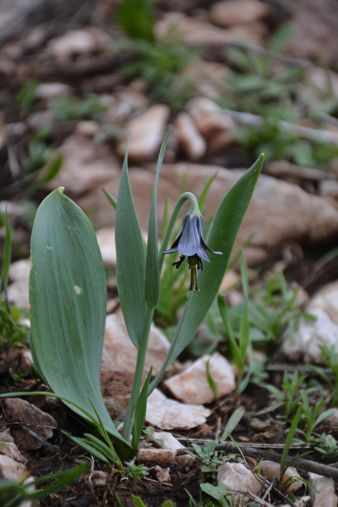 A specimen of the newly described Sason tulip (Fritillaria xiyanensis) grows in the Hiyan area of Sason, Batman, Türkiye, in an undated photo released Sept. 16, 2026. (AA Photo)