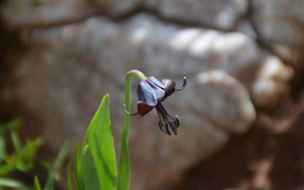 A Sason tulip (Fritillaria xiyanensis), recently recognized as a new species, grows among rocks in Sason, Batman, Türkiye, in an undated photo released Sept. 16, 2026. (AA Photo)