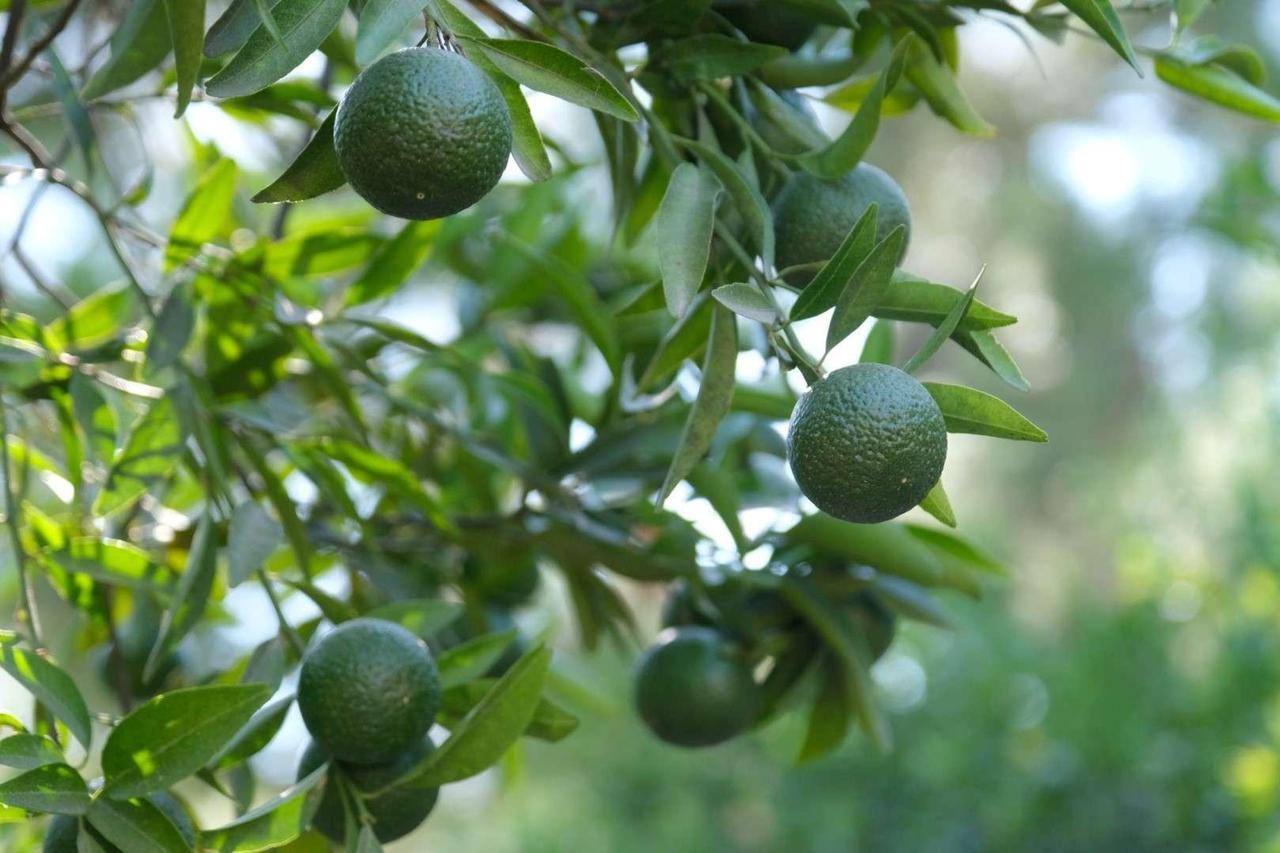 Bodrum's green tangerine finds its way into your drinks 