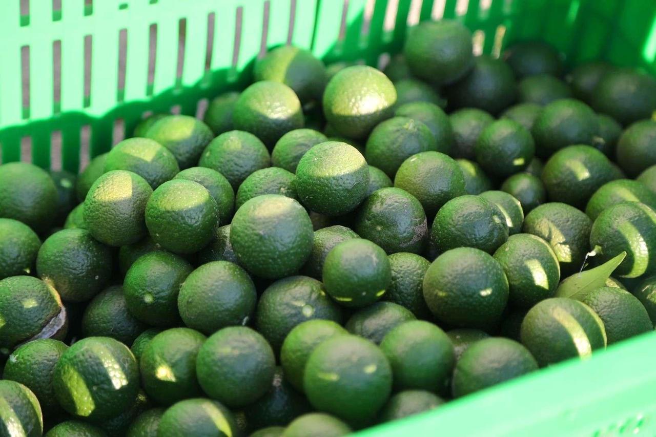 Harvested green Bodrum mandarins are seen in a crate during the seasonal harvest in Bodrum, Mugla, Türkiye, Sept. 16, 2026. (AA Photo)