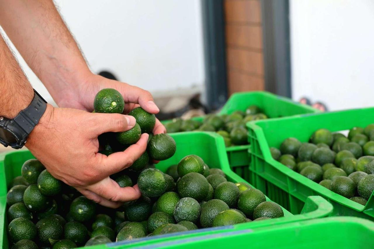 A worker sorts freshly harvested green Bodrum mandarins into crates in Bodrum, Mugla, Türkiye, Sept. 16, 2026. (AA Photo)