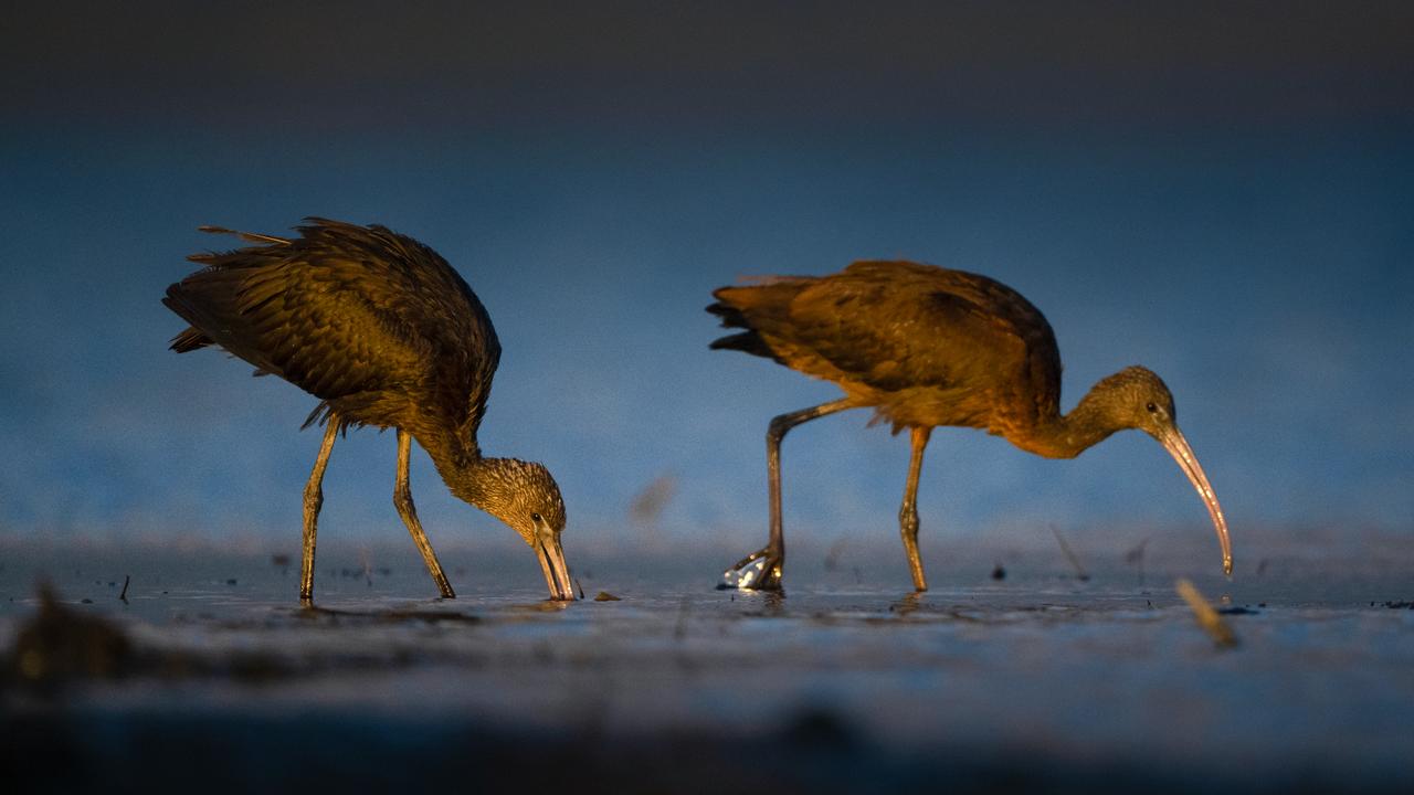 Glossy ibises gather in Türkiye's Kocacay Delta before migration
