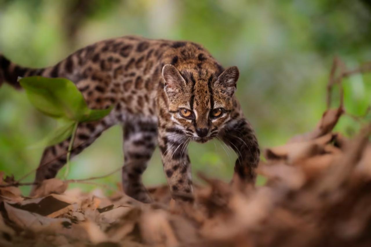 Scientists discover new wild cat species in Bolivia, first in a century