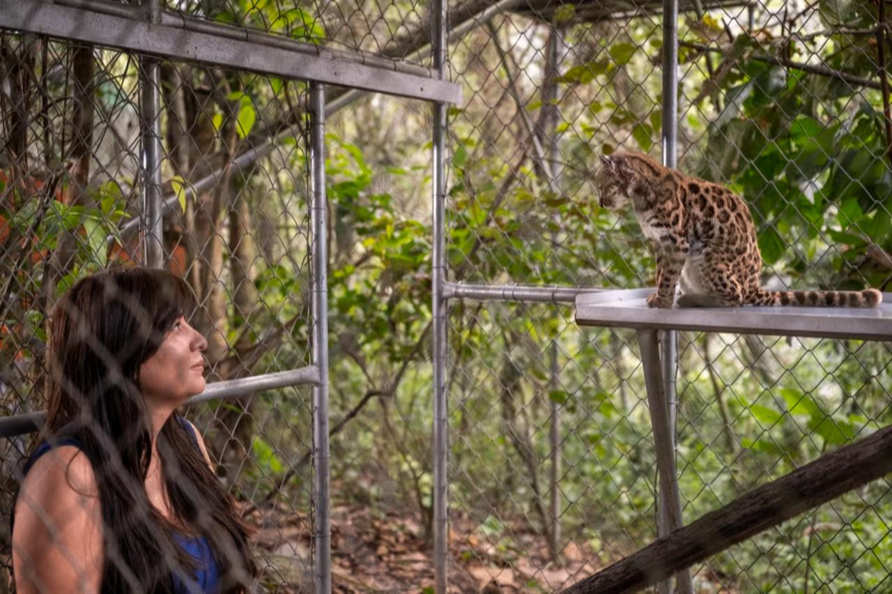 Paola Nogales-Ascarrunz with the Leopardus tilcayo at Senda Verde Wildlife Sanctuary in Bolivia. (Photo via National Geographic)