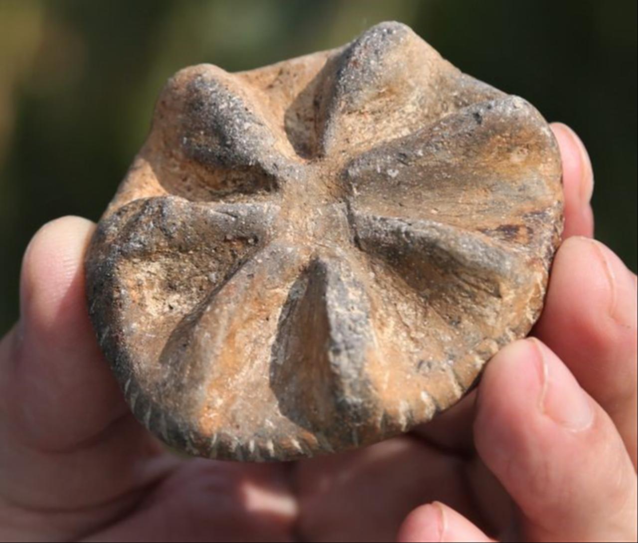 A decorated archaeological object unearthed during excavations at Yesilova Hoyugu in Izmir, Türkiye. (IHA Photo)