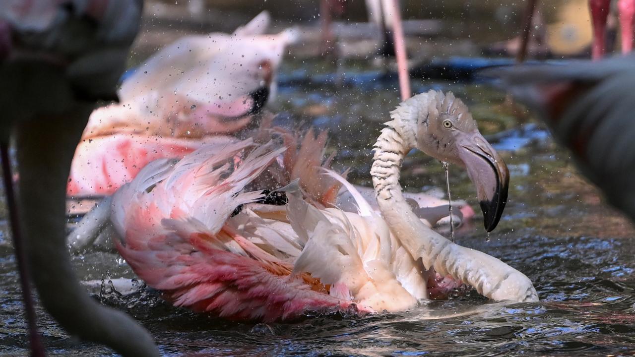 Flamingo population grows to 52 at Gaziantep Wildlife Park Image