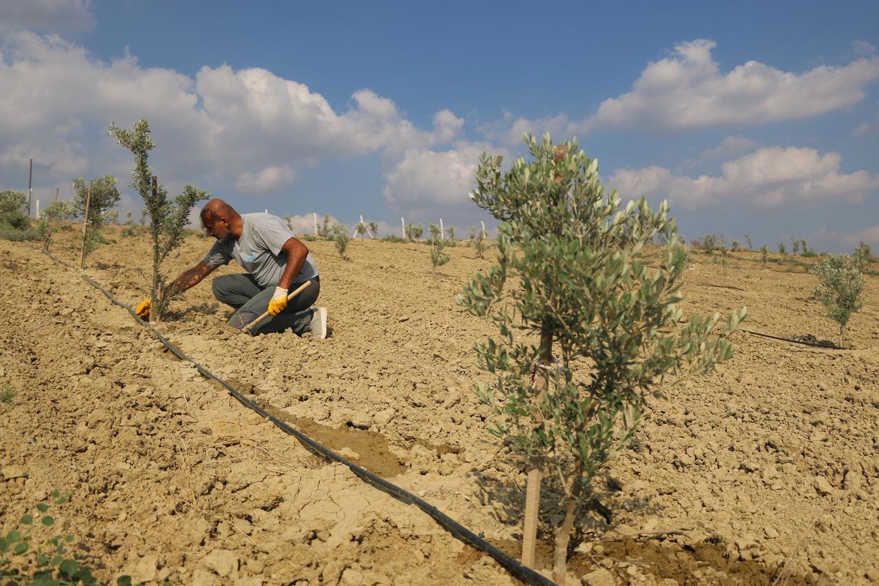 Veteran and hospital civil servant Gokhan Dogan tends to an olive sapling in his newly established 950-tree grove in Adana's Saricam district. (AA Photo)