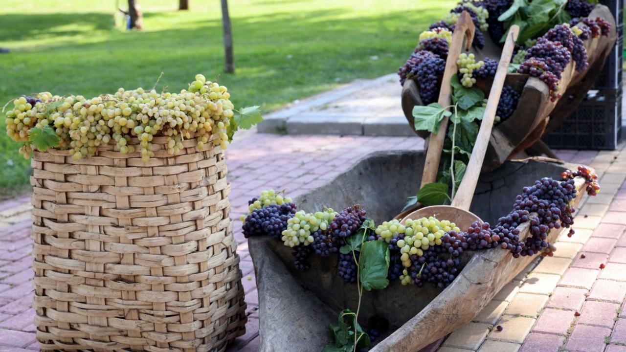 Wood-fired molasses, grape picking bring Konya's Meram Vineyard to life