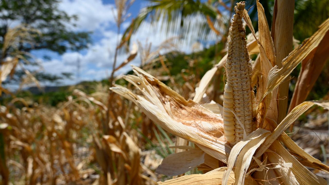 Drought kills livestock across Central America amid strong El Nino