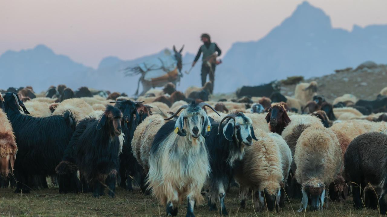 Nomads begin two-month trek home from Hakkari's highlands in Türkiye