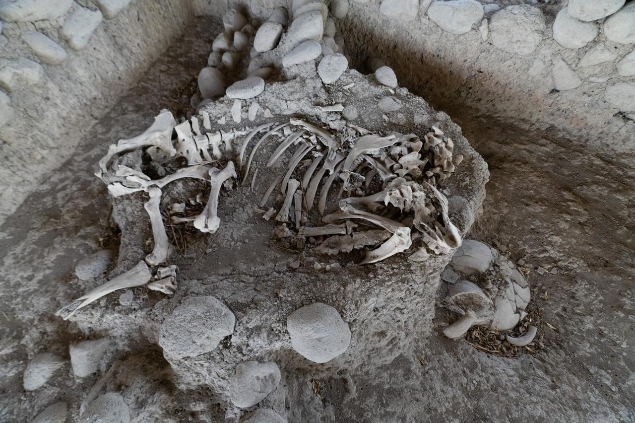 Animal remains uncovered at Yassitepe Hoyuk offer clues to hunting practices and elite life at the ancient settlement in Izmir, Türkiye. (IHA Photo)