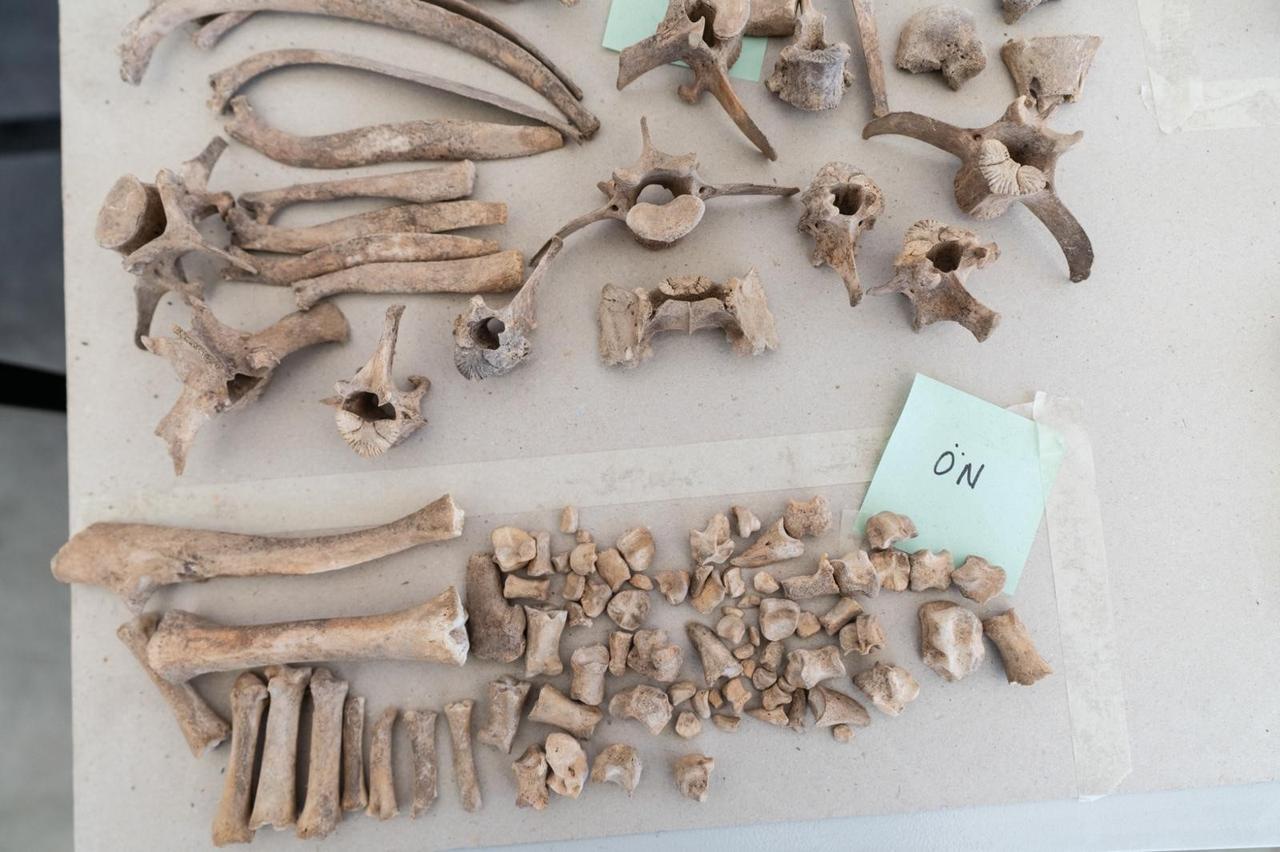 Animal bones uncovered at Yassitepe Hoyuk are examined as part of research into hunting practices and daily life at the 5,000-year-old settlement in Izmir, Türkiye. (IHA Photo)