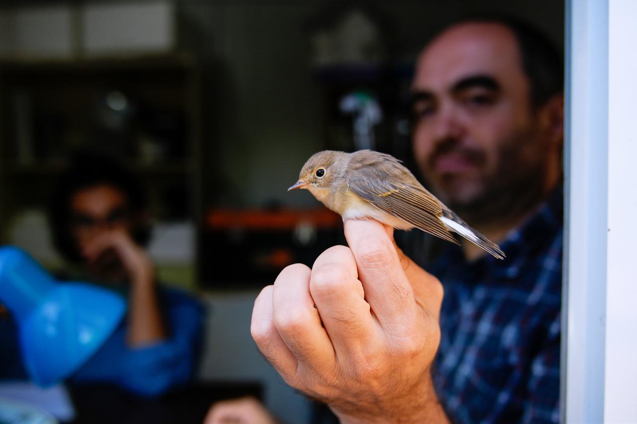 Istanbul bird-ringing program tracks migration routes between Europe and Africa