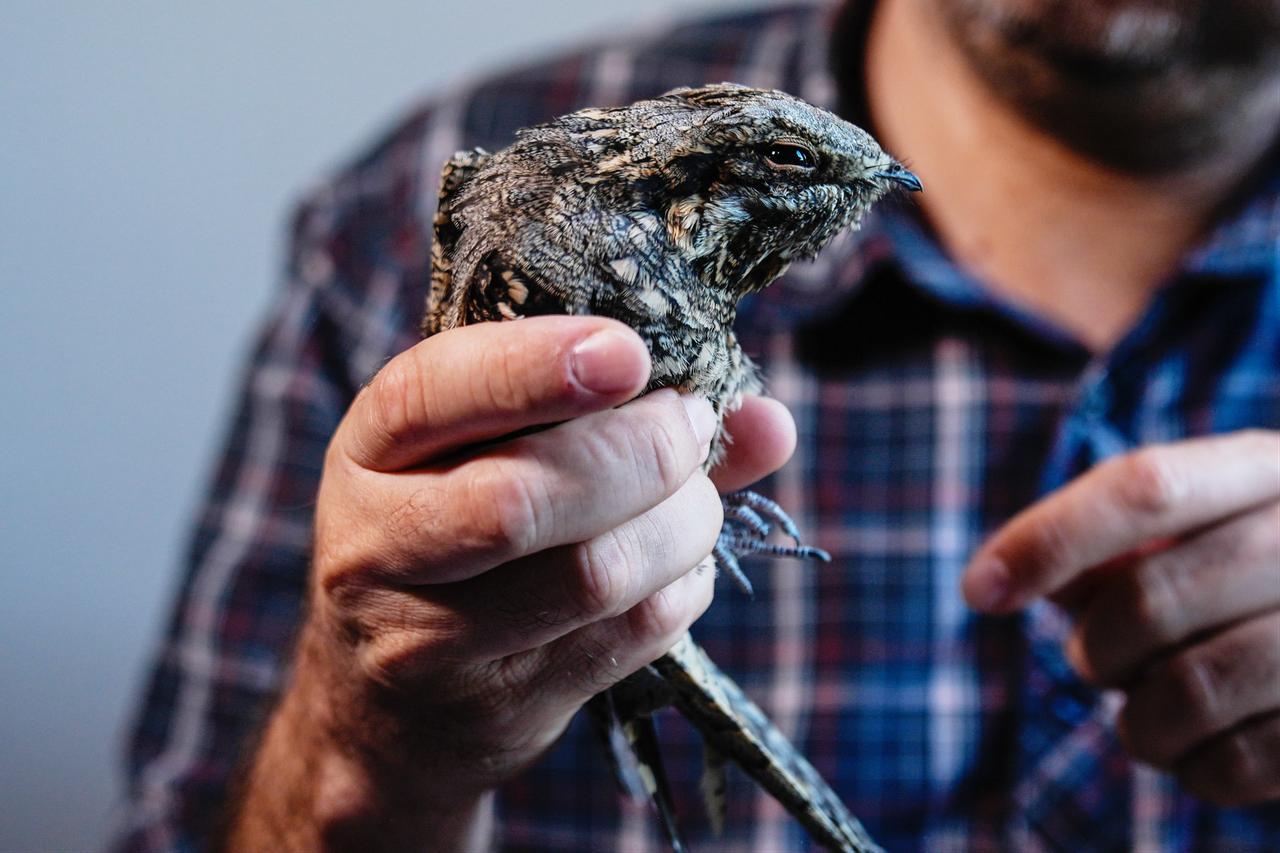 A bird is examined during ringing studies aimed at tracking migration routes and gathering data on individual birds in Istanbul, Türkiye. (AA Photo)