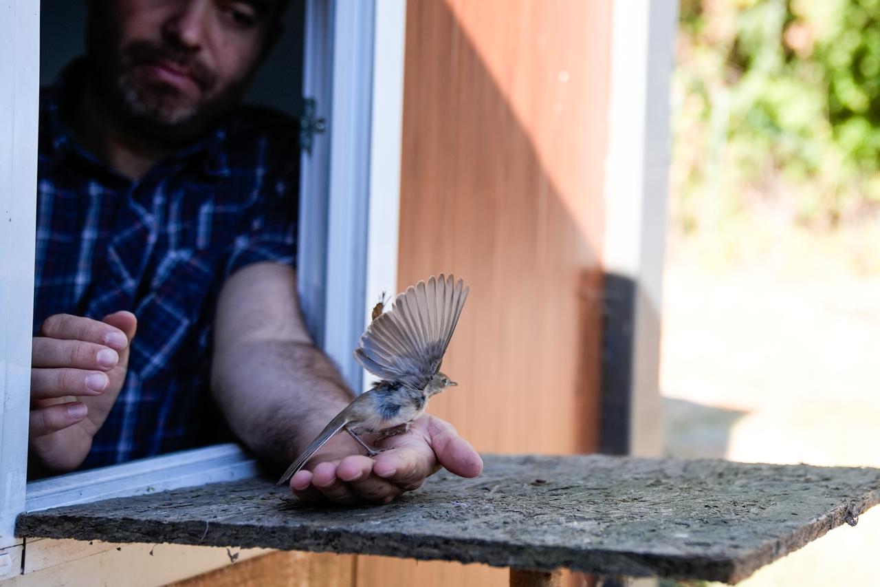 A migratory bird is released back into the wild after being examined and recorded during bird-ringing studies in Istanbul, Türkiye. (AA Photo)