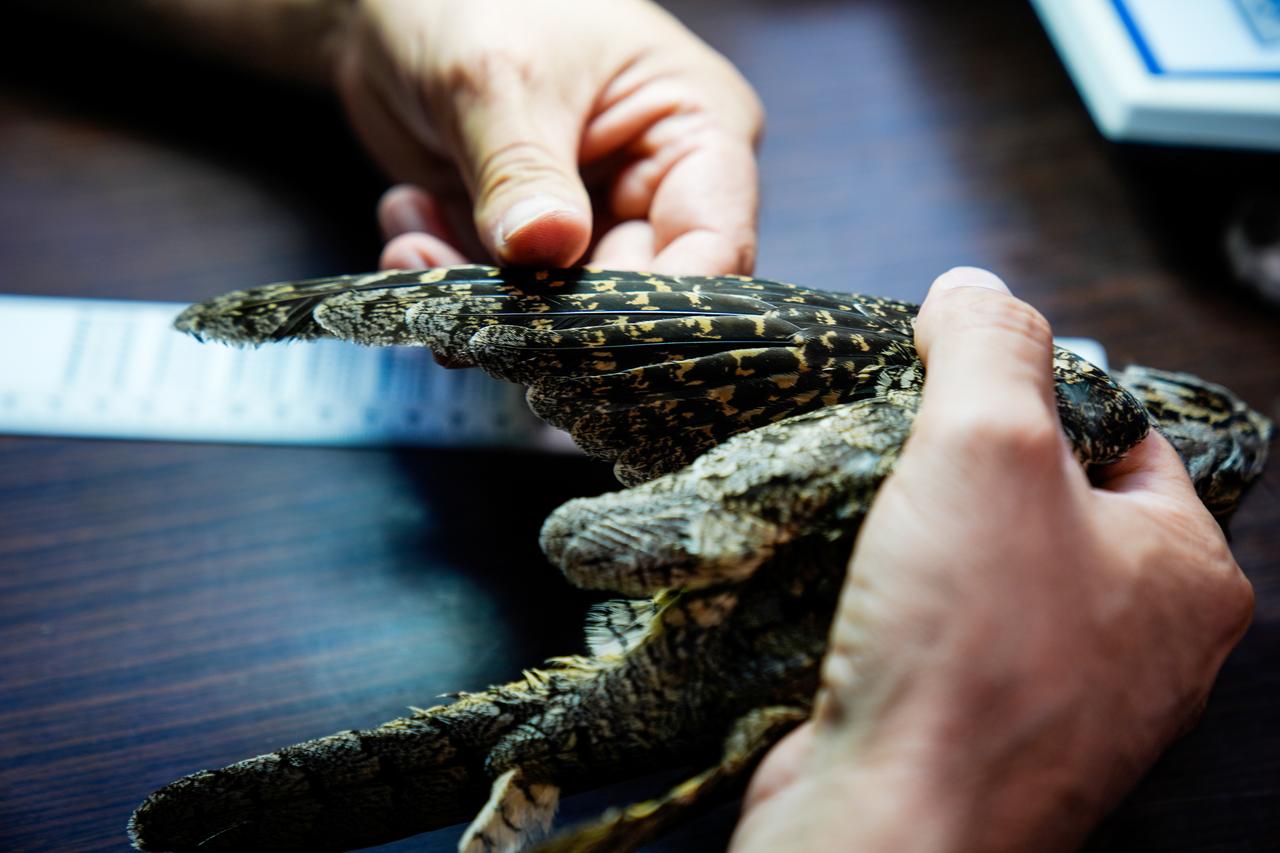 Researchers examine the plumage and physical characteristics of a bird during a ringing session at Istanbul University-Cerrahpasa's Avcilar Campus. (AA Photo)