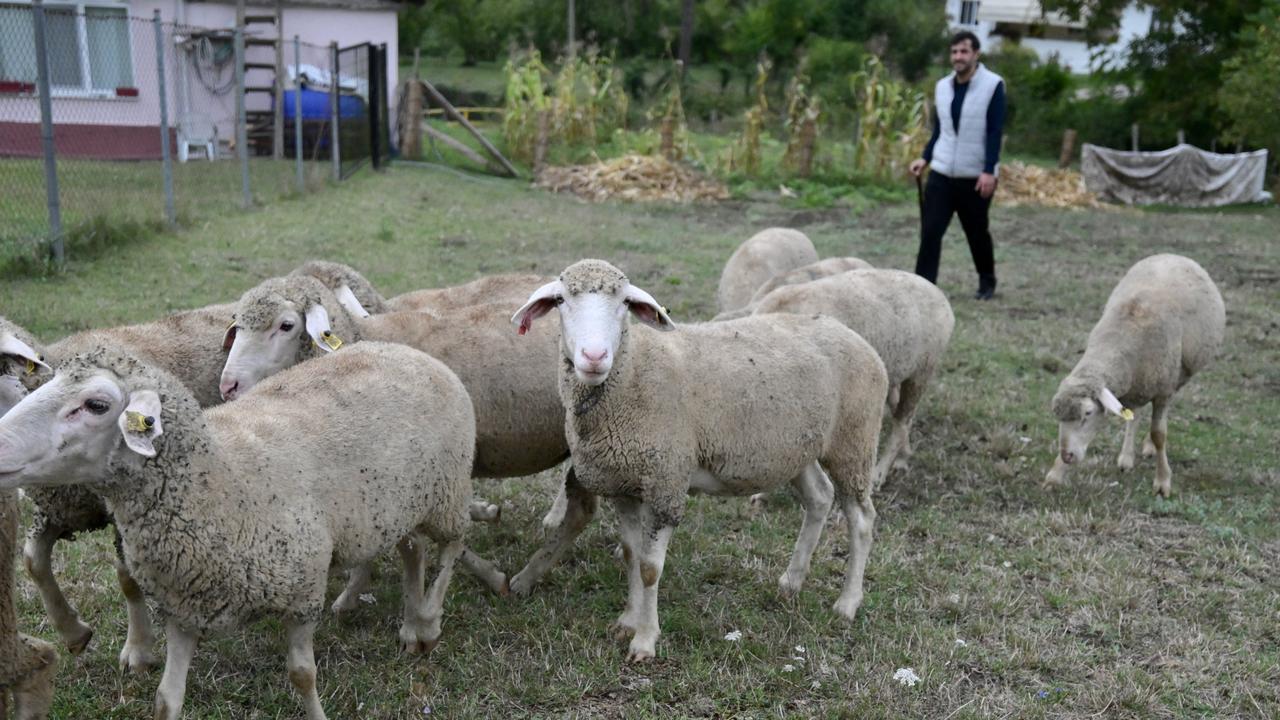 Young Turkish man revives family livestock trade with state support