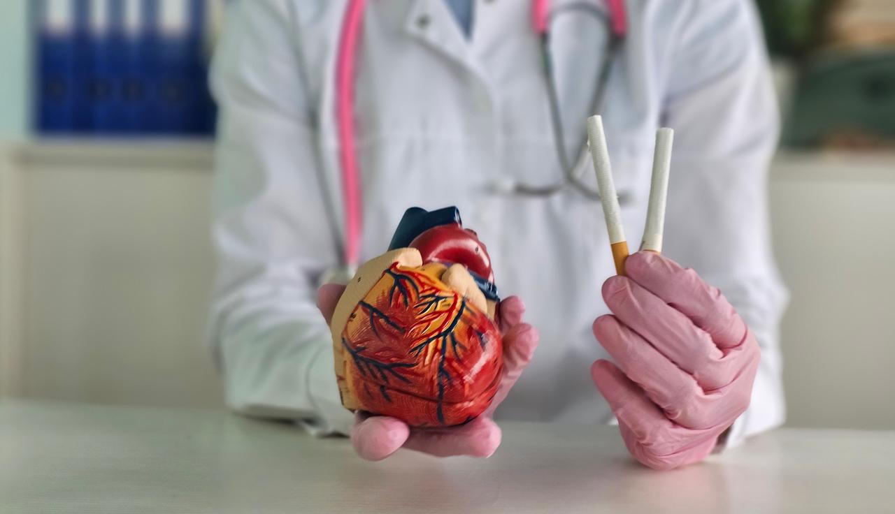 Health professional holds a heart model and cigarettes to illustrate the impact of smoking on heart health. (Photo via Adobe Stock)