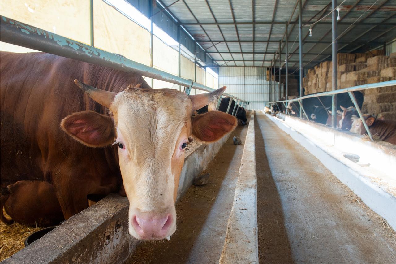 Türkiye cuts cattle import quota to 480K for 2027 as livestock numbers rise