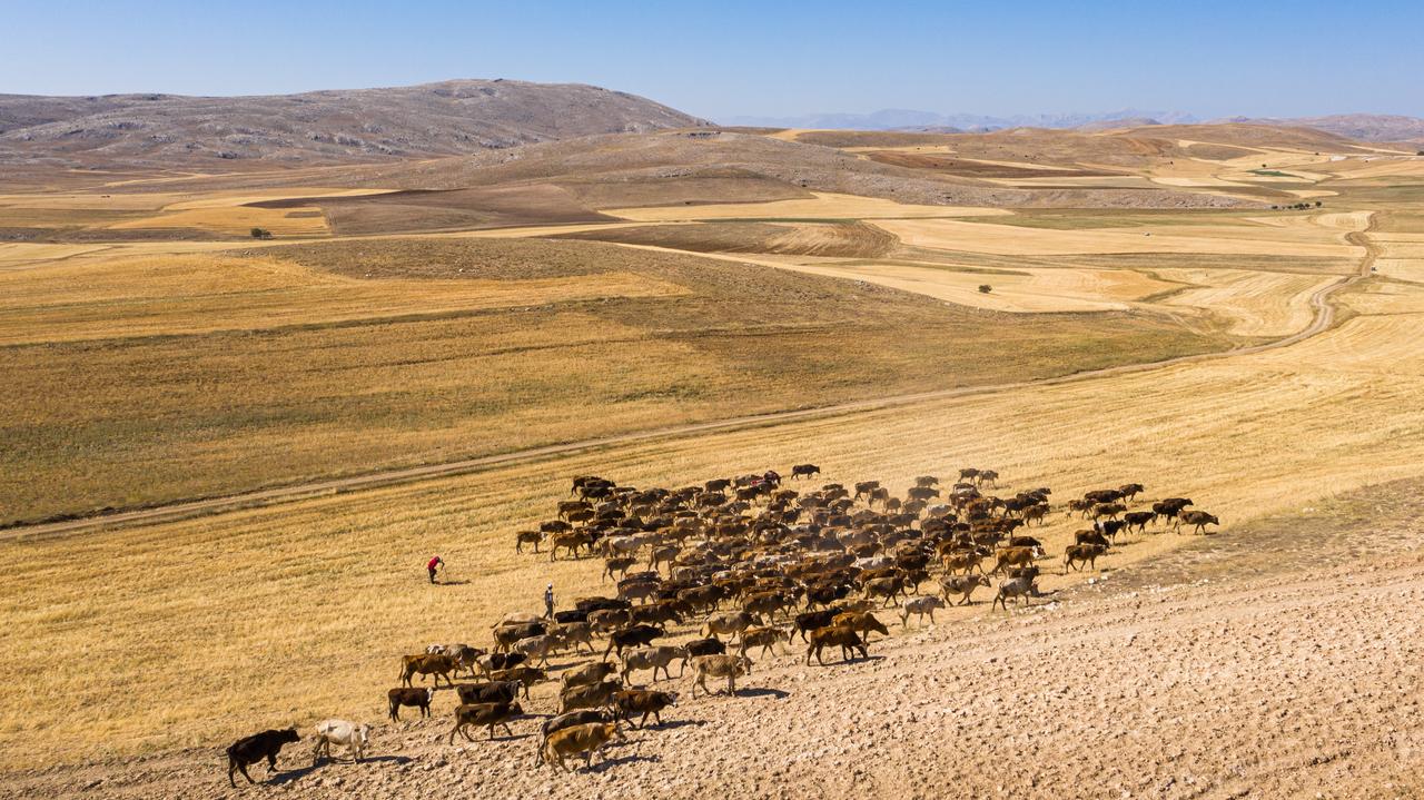 A herd of cattle grazes across a dry agricultural landscape in Gurun, Sivas, Türkiye. (Adobe Stock Photo)