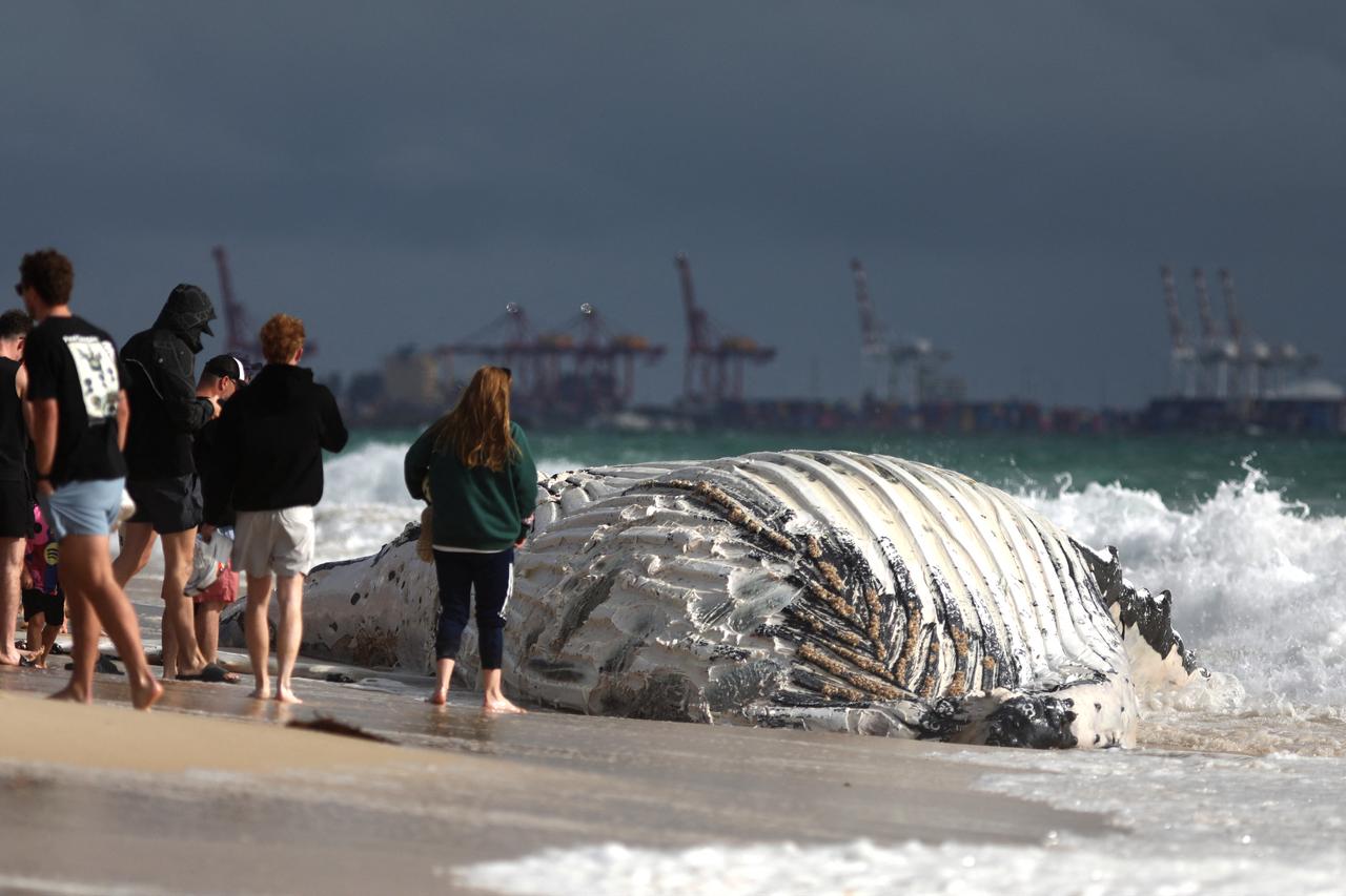 Dead whale calf washes ashore on Argentina's Valdes Peninsula