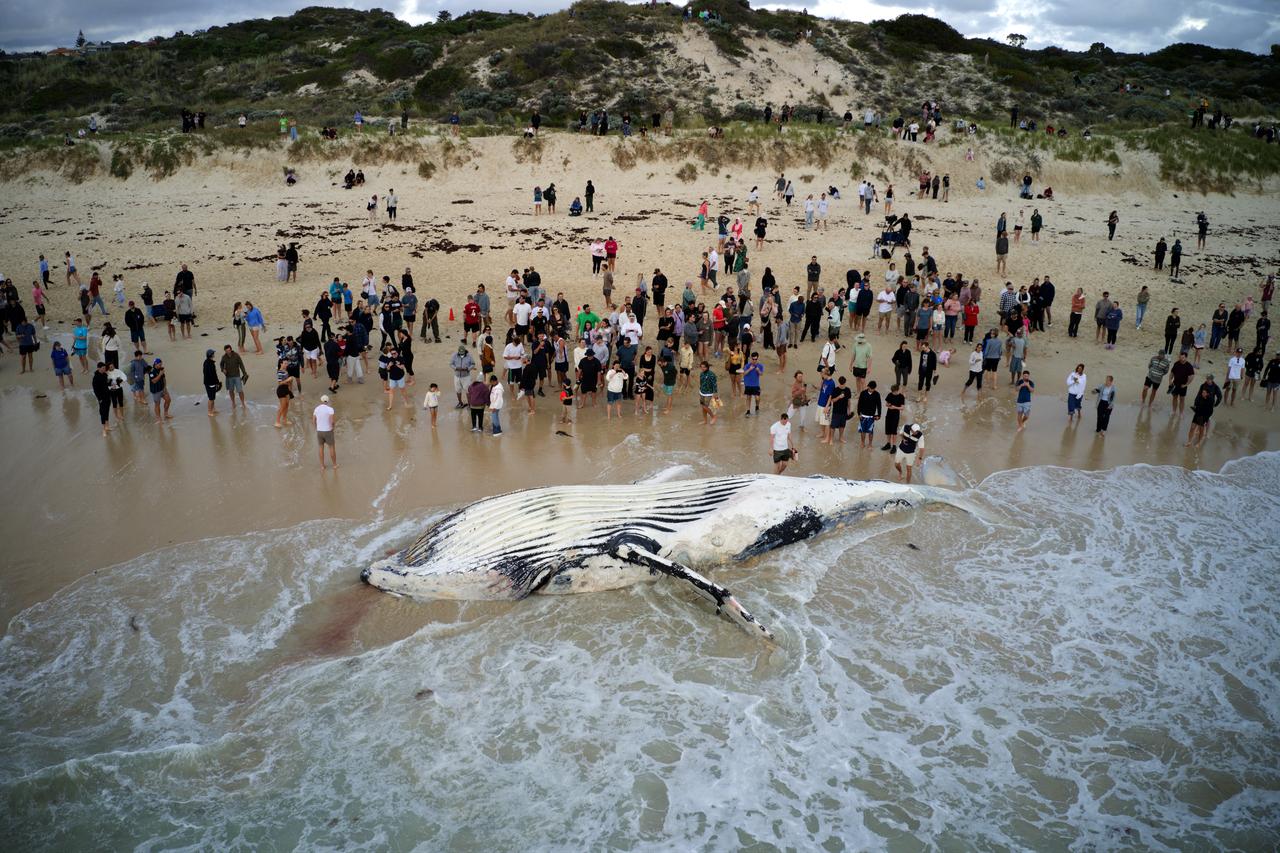 Crowds gather on City Beach after a whale carcass washed ashore in Perth, Australia, Sept. 28, 2026. (AFP Photo)