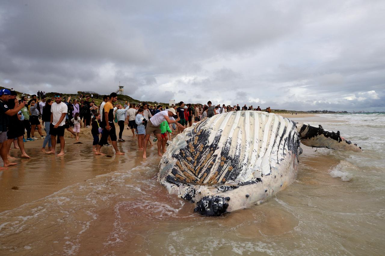 Beachgoers look at a whale carcass washed ashore at City Beach in Perth, Australia, Sept. 28, 2026. (AFP Photo)