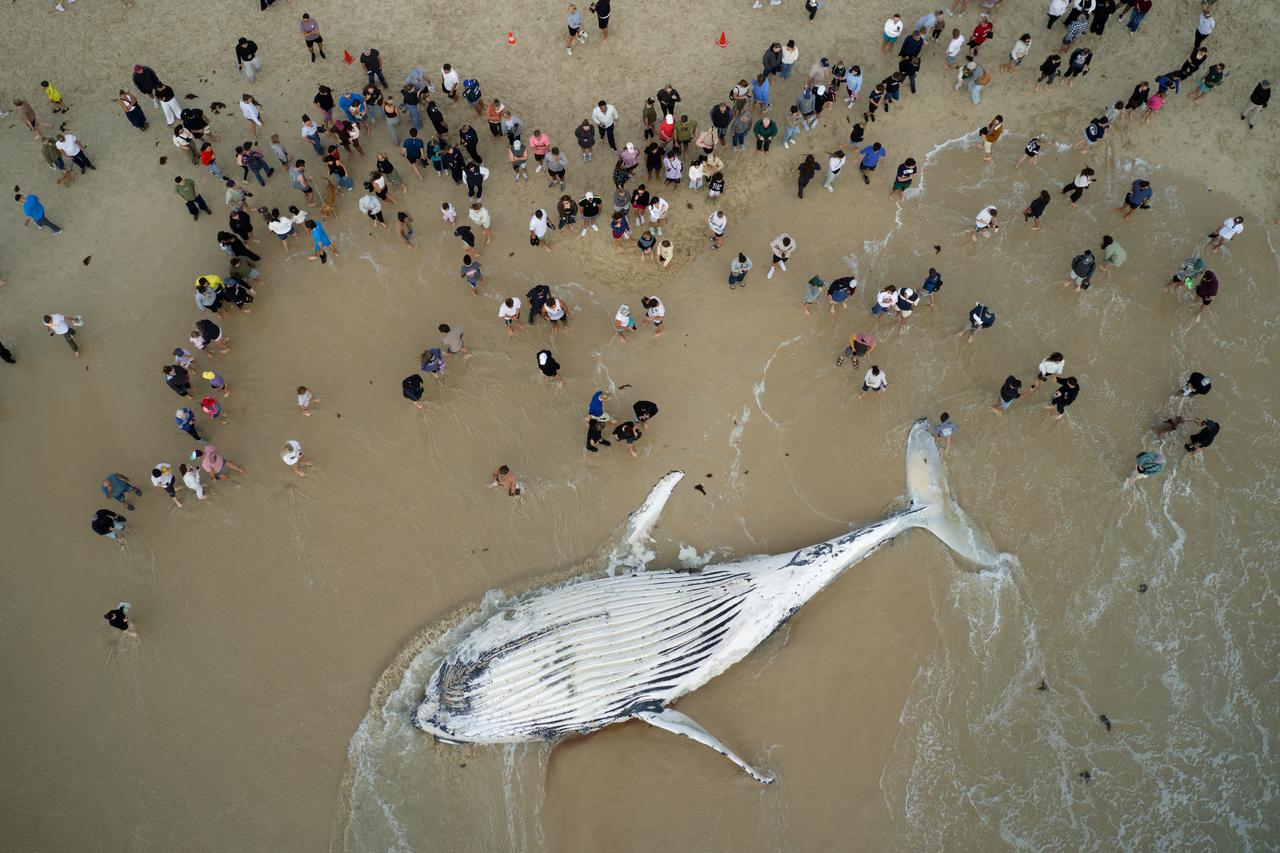 An aerial view shows people gathered around a whale carcass at City Beach in Perth, Australia, Sept. 28, 2026. (AFP Photo)
