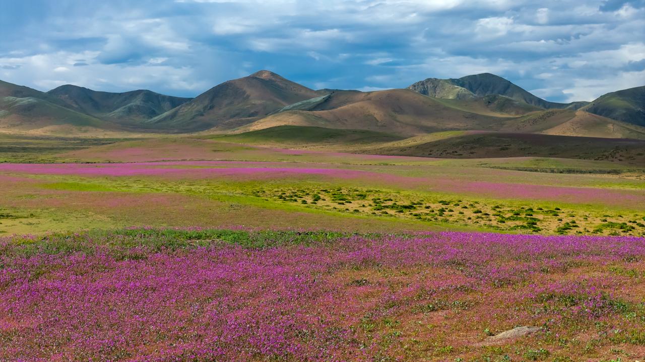 Flowers carpet Chile's Atacama Desert after El Nino rains