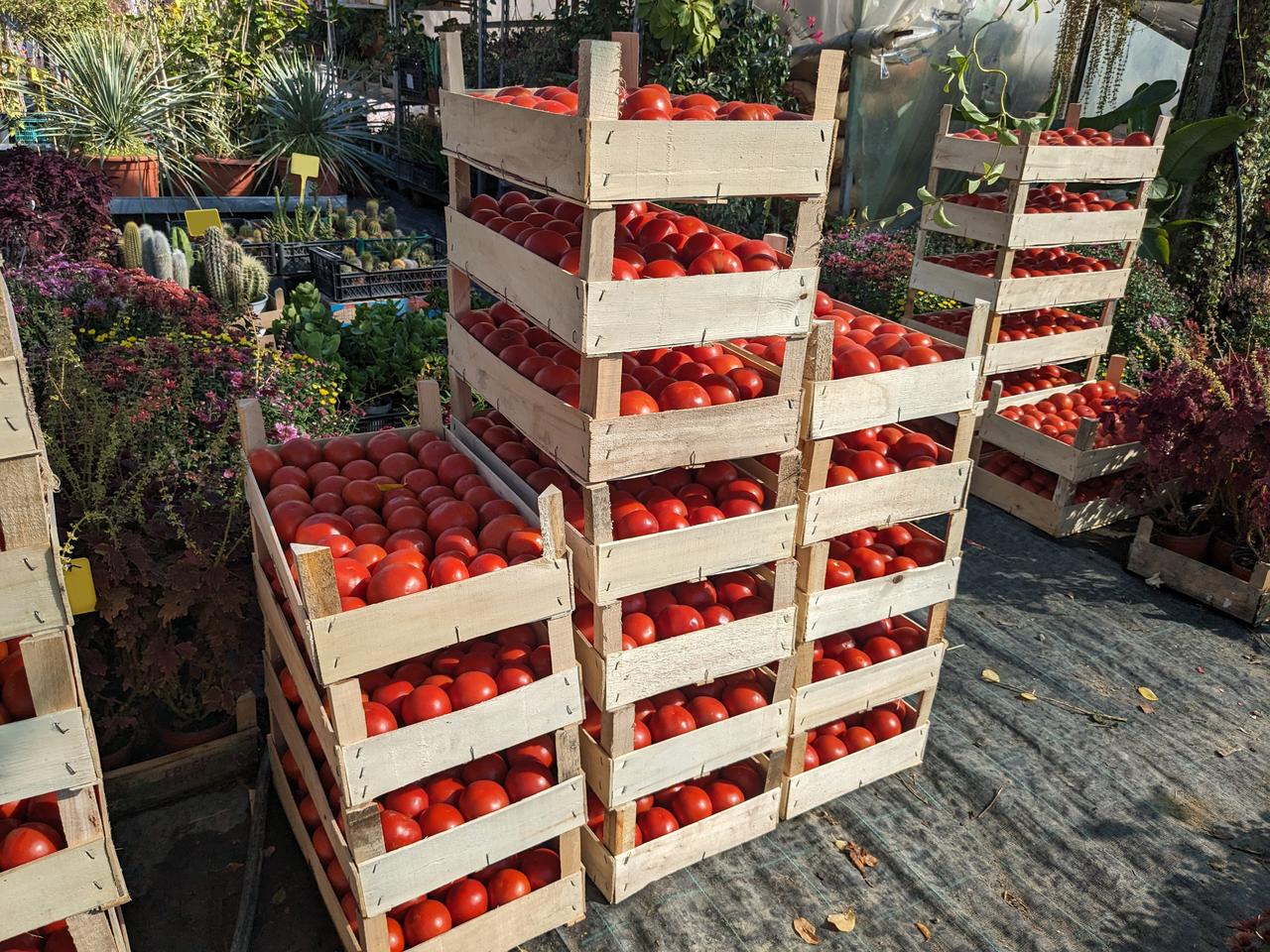 Crates filled with ripe tomatoes are stacked for sale alongside plants and flowers, undated. (Adobe Stock Photo)