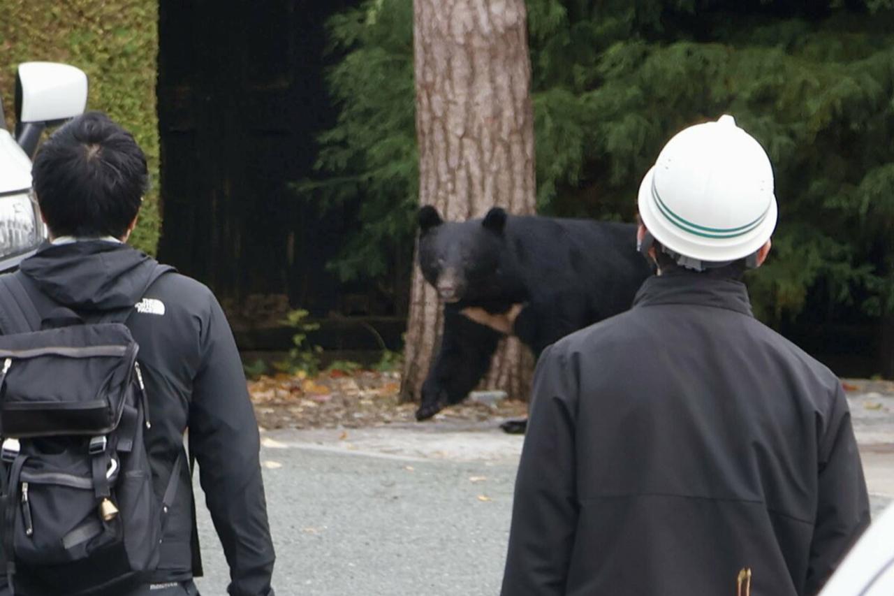 Japan's bear crisis reaches Tokyo as authorities carry out first emergency shooting