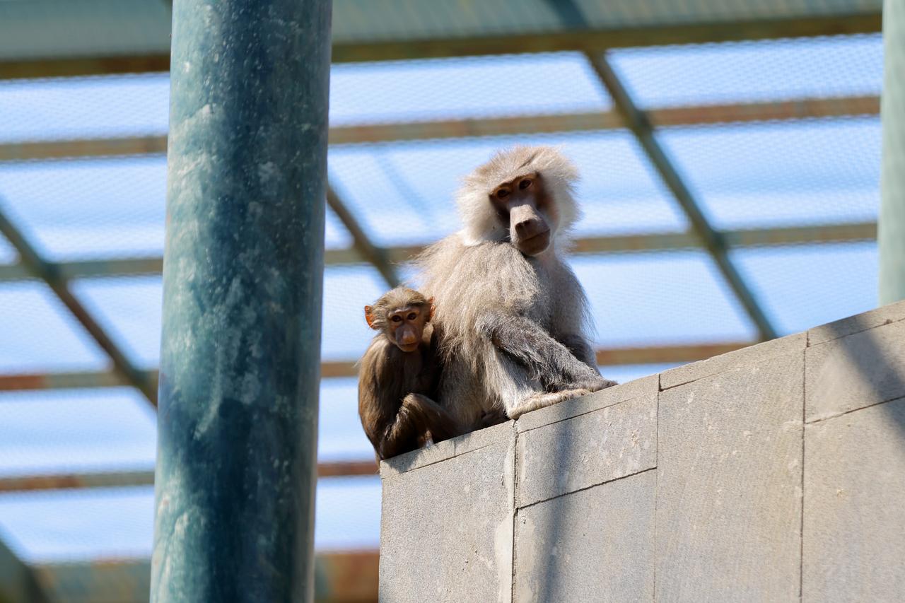 Kayseri zoo welcomes 59 newborn animals from 11 species this year