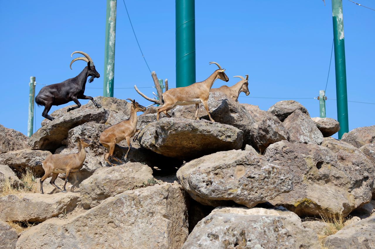 Goats move across rocky terrain at the Kayseri Metropolitan Municipality's zoo facility. (AA Photo)