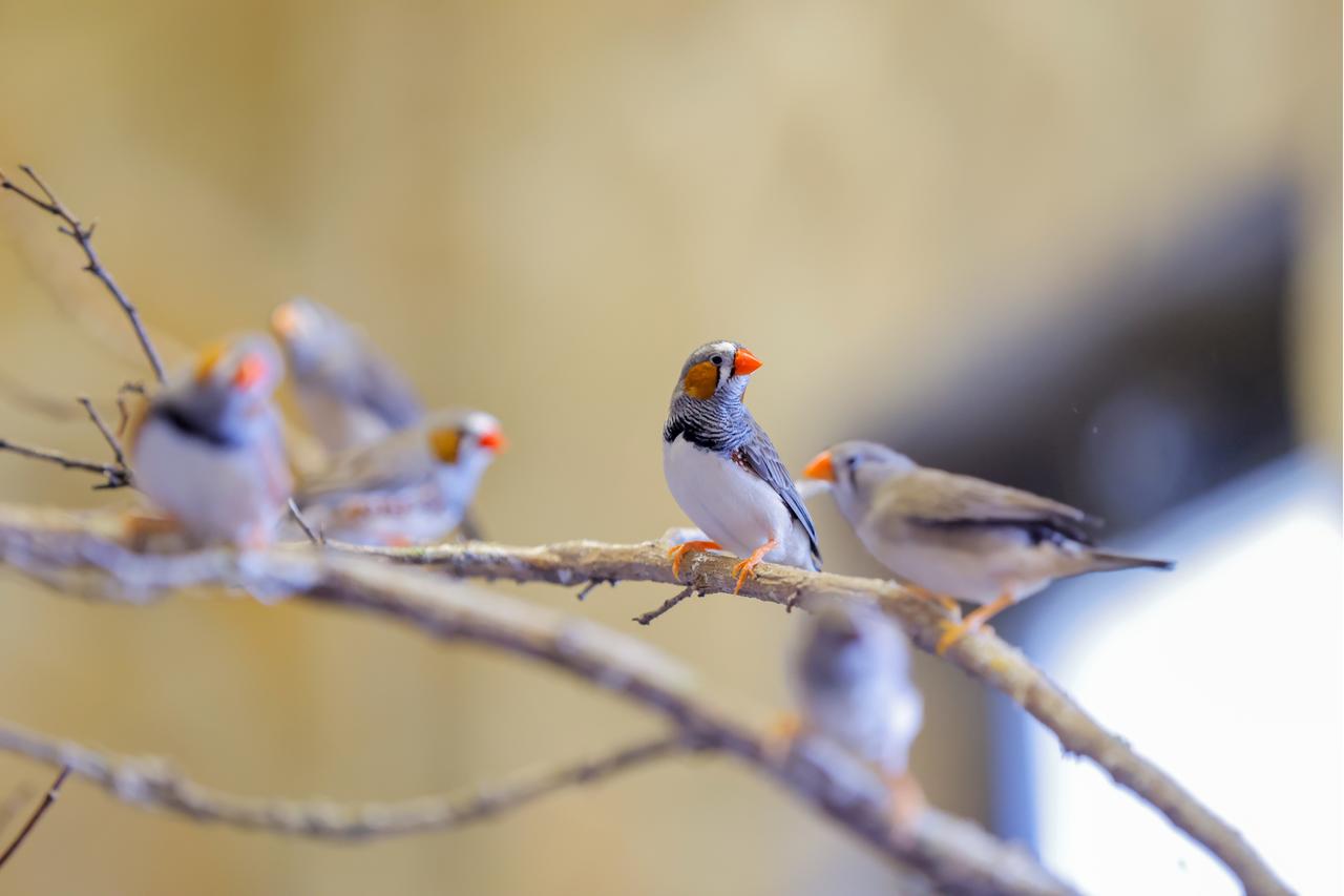Birds perched on a branch at the zoo in Kayseri, Türkiye. (AA Photo)