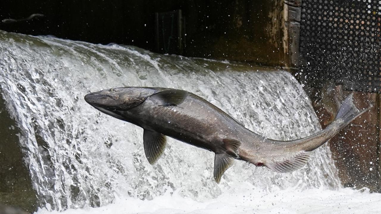 Salmon leave Lake Ontario for Toronto rivers in annual run