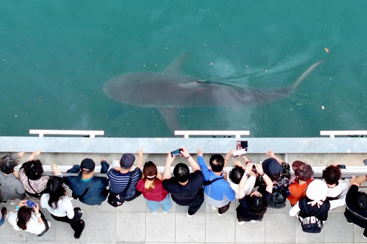 Shark stranded in South Korean canal draws nearly 600,000 visitors Image