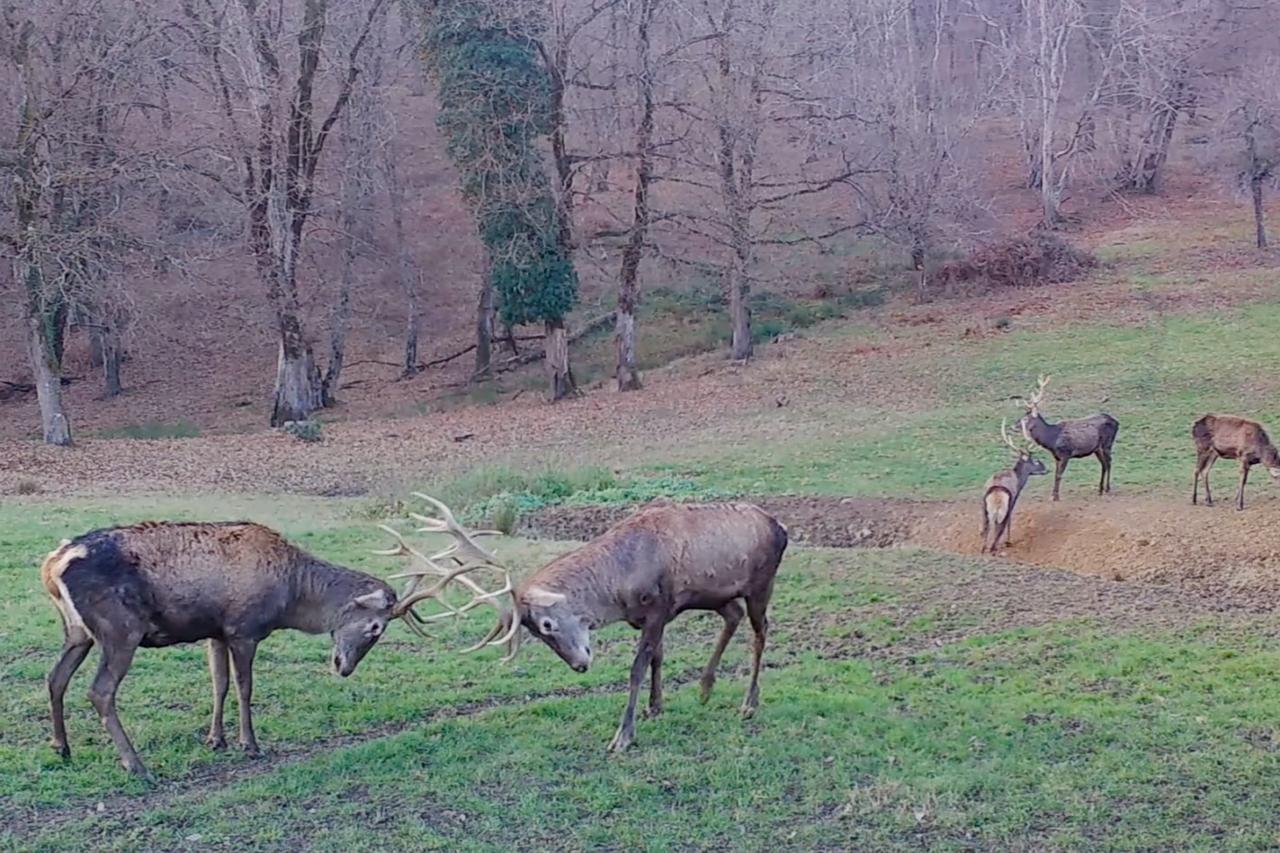 Camera traps reveal Istanbul's hidden wildlife in its forests