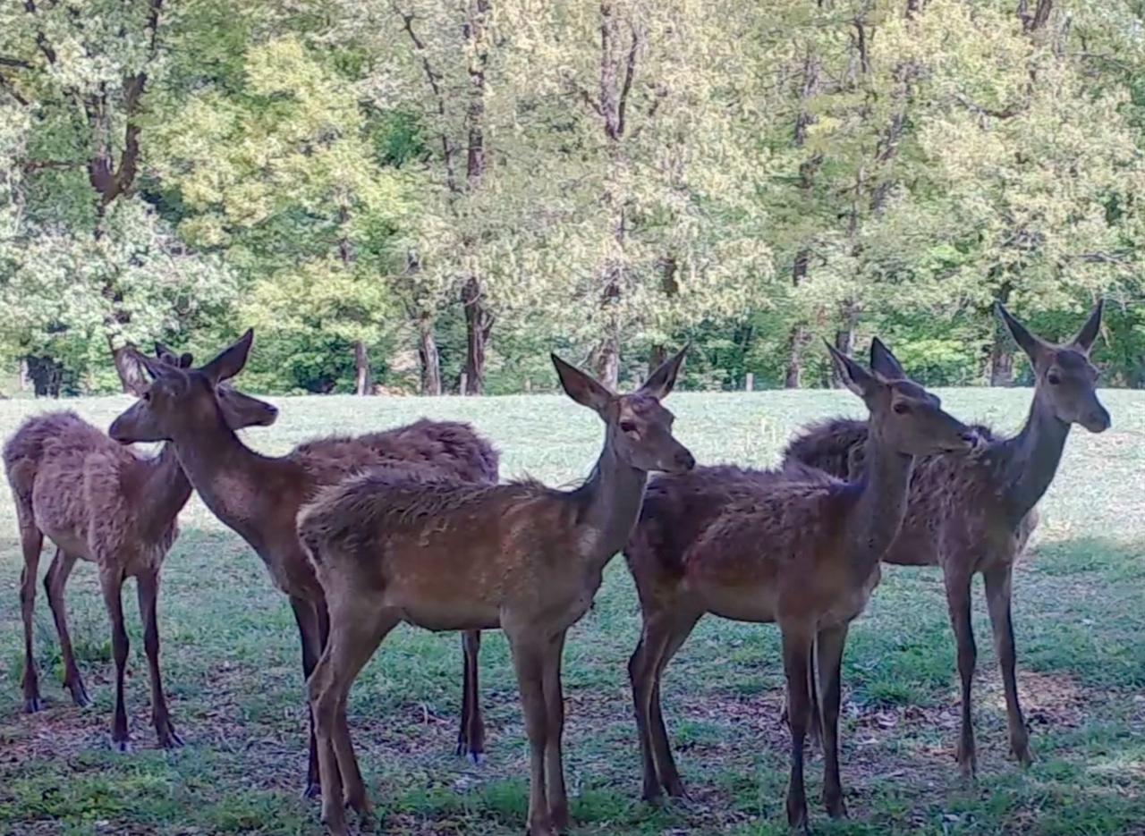 Deer captured by Camera traps installed in Istanbul’s forests to document the natural lives of many species. (AA Photo)